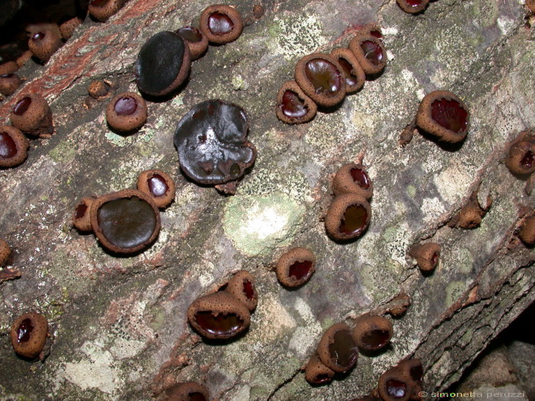 Escursione  in terra di Siena